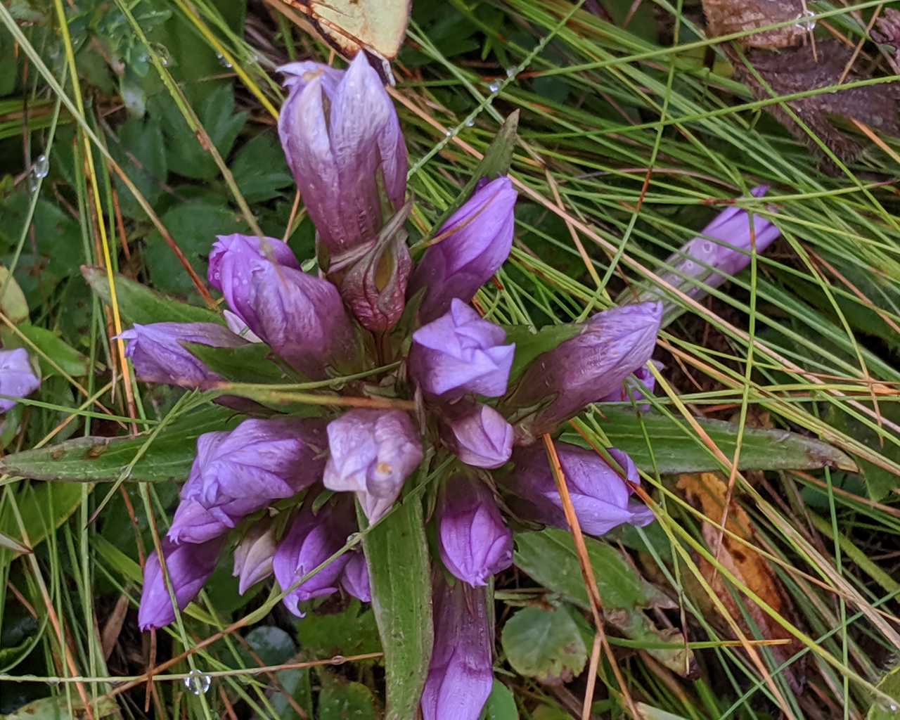 Genzianella da determinare